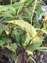 Crepis pyrenaica