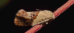 Hypertropha chlaenota