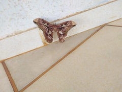 Rothschildia speculifer