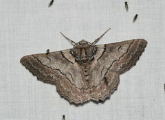 Hypobapta tachyhalotaria