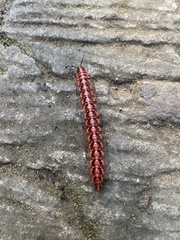 Antheromorpha uncinata