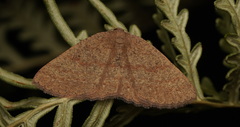Casbia melanops