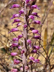 Lachenalia violacea