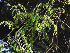 Pterolobium stellatum