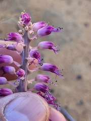 Lachenalia violacea