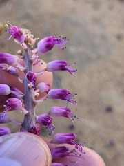 Lachenalia violacea