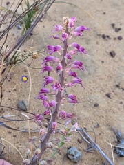 Lachenalia violacea