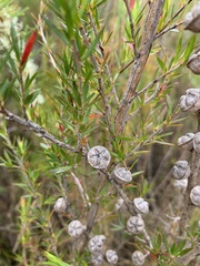 Leptospermum continentale