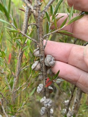 Leptospermum continentale