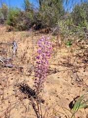 Lachenalia violacea