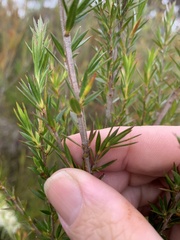 Leptospermum continentale