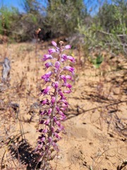 Lachenalia violacea