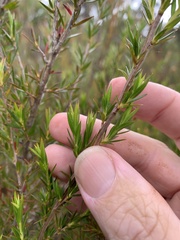Leptospermum continentale