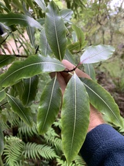 Pittosporum undulatum