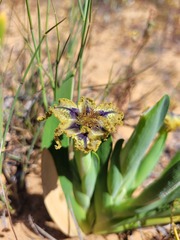 Ferraria