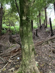 Pittosporum undulatum