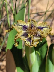Ferraria