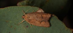 Prionocris