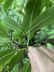 Pittosporum undulatum