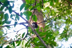 Hemixos castanonotus