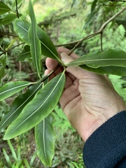 Pittosporum undulatum