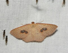 Epicyme rubropunctaria