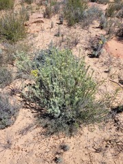 Leucadendron brunioides brunioides