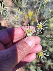 Leucadendron brunioides brunioides