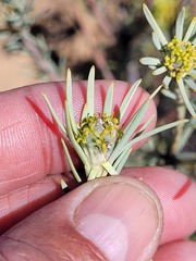 Leucadendron brunioides brunioides