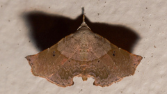 Esthlodora versicolor