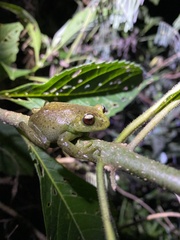 Aplastodiscus perviridis