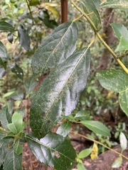 Hedycarya angustifolia