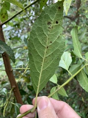 Hedycarya angustifolia