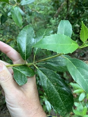 Hedycarya angustifolia