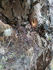 Chondrostereum purpureum