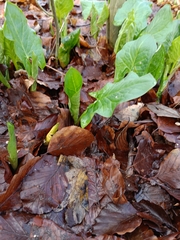 Arum maculatum