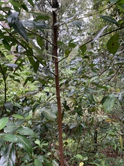 Hedycarya angustifolia