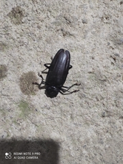 Derobrachus geminatus