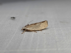 Tymbophora peltastis