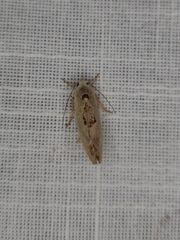 Tymbophora peltastis
