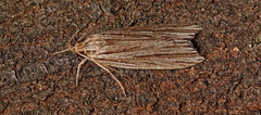 Leistarcha scitissimella