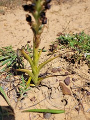 Pterygodium ingeanum