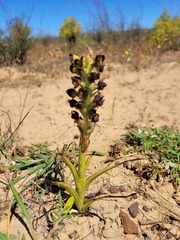Pterygodium ingeanum