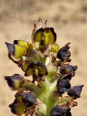 Pterygodium ingeanum