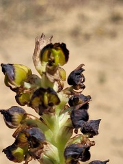 Pterygodium ingeanum