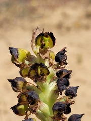 Pterygodium ingeanum