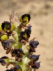 Pterygodium ingeanum
