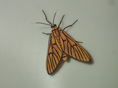 Amata tigrina