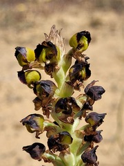 Pterygodium ingeanum