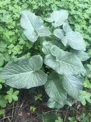 Arum palaestinum